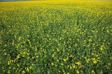 万代提醒玩家注意《艾尔登法环：黑夜君临》测试诈骗